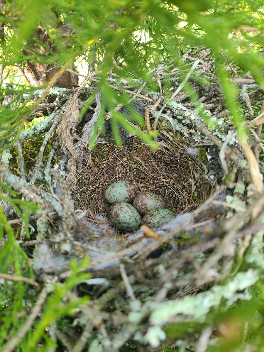 Northern Mockingbird - ML634962280
