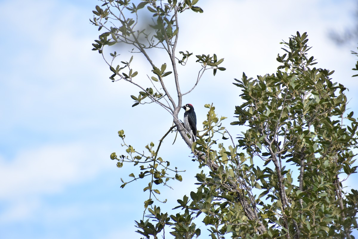 Acorn Woodpecker - ML634962291