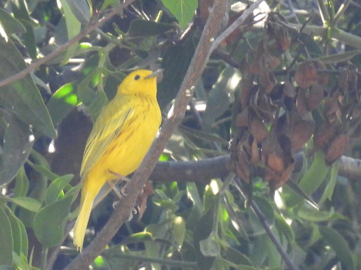 Northern Yellow Warbler - ML634962342