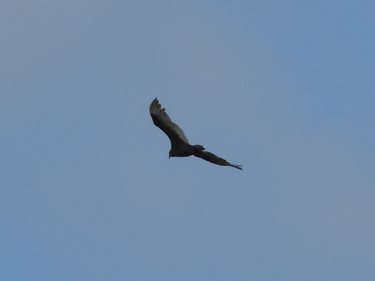 Turkey Vulture - ML634962364