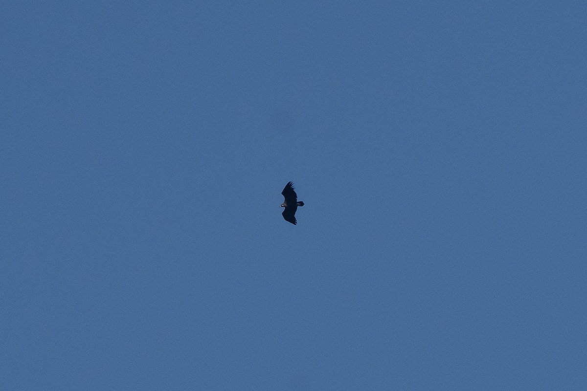 Cinereous Vulture - ML634962371