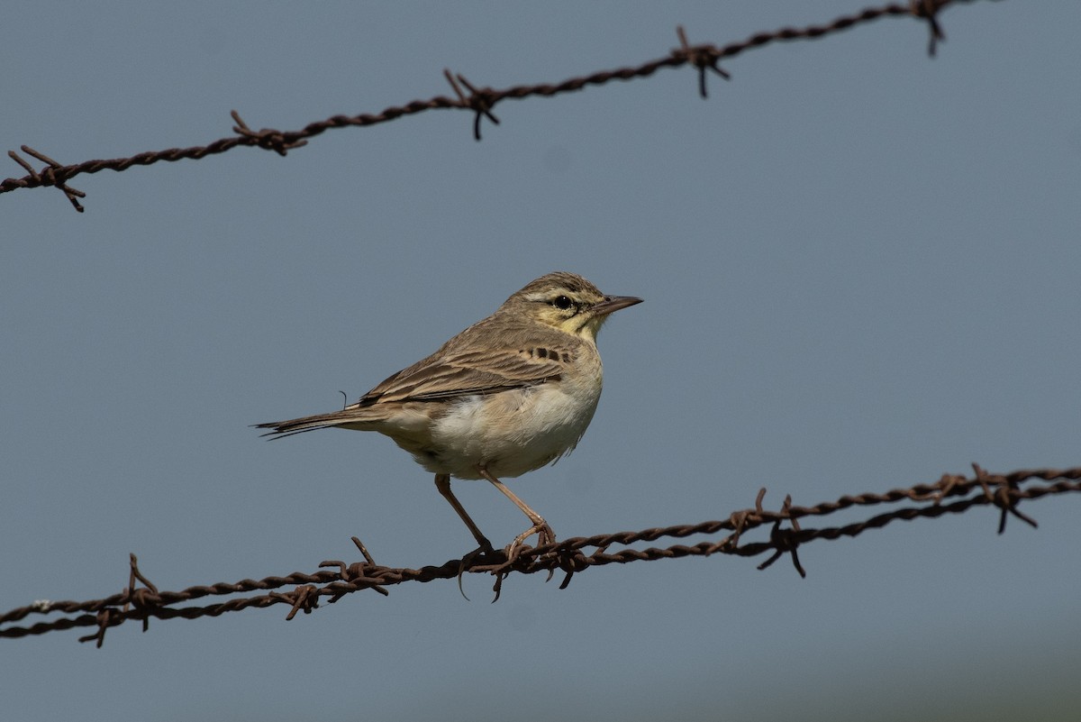 Tawny Pipit - ML634962495