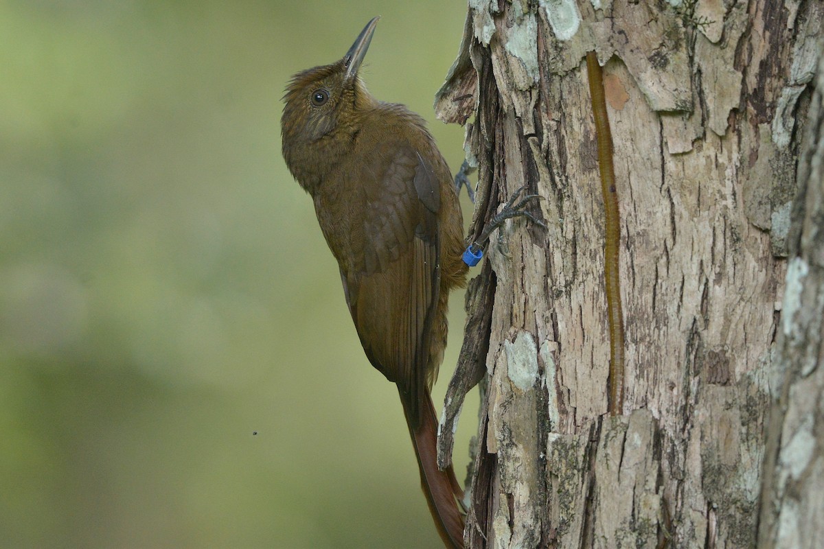 Plain-winged Woodcreeper (Plain-winged) - ML634962504