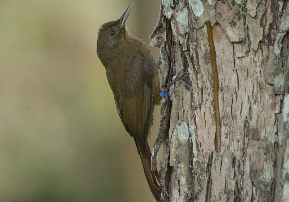Plain-winged Woodcreeper (Plain-winged) - ML634962506