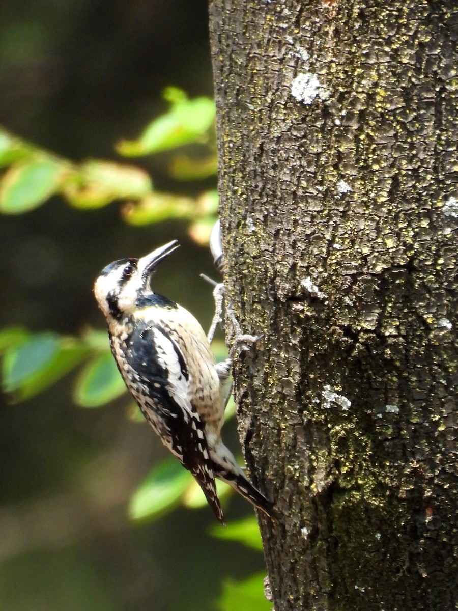 Yellow-bellied Sapsucker - ML634962565