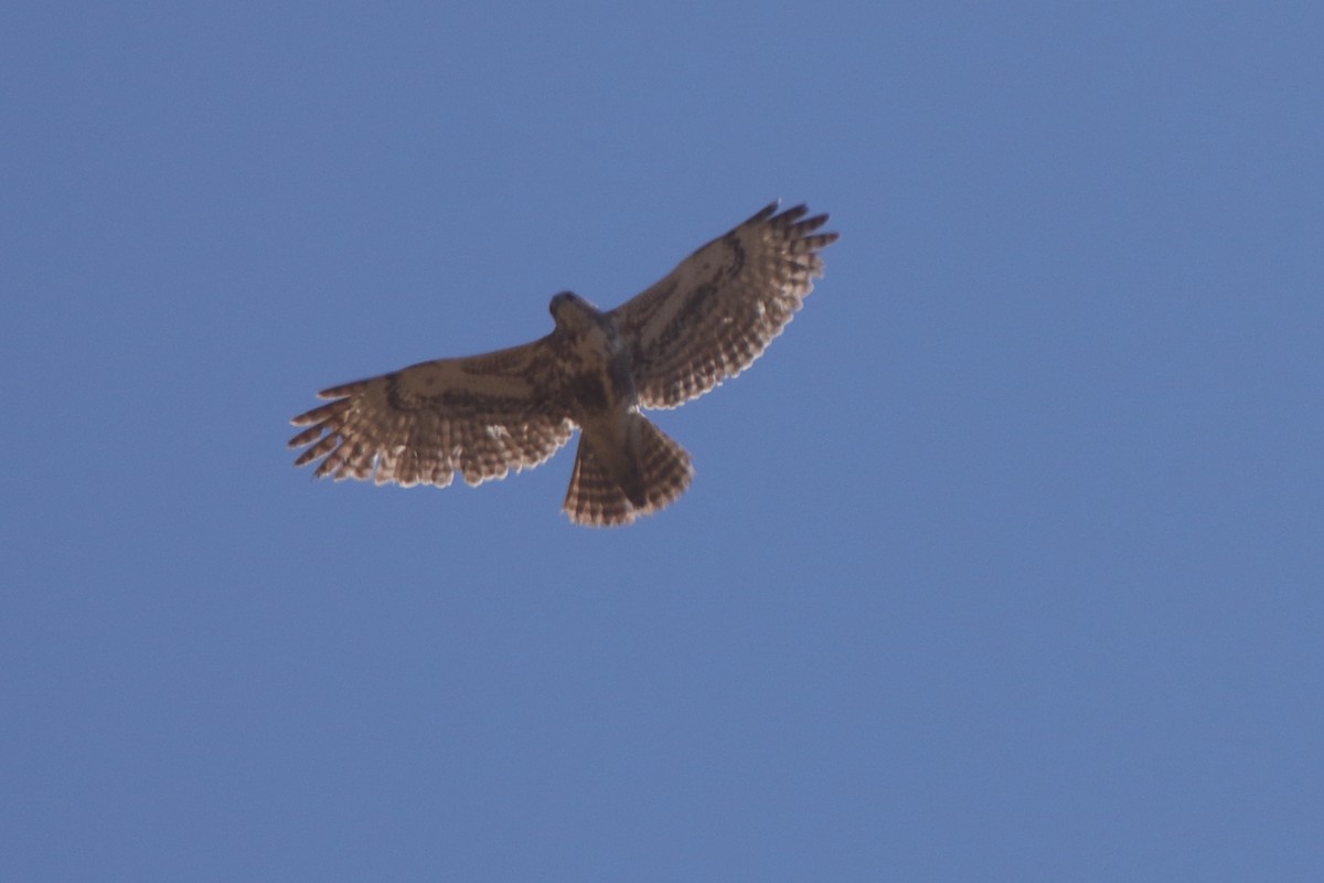 Madagascar Buzzard - ML634962630