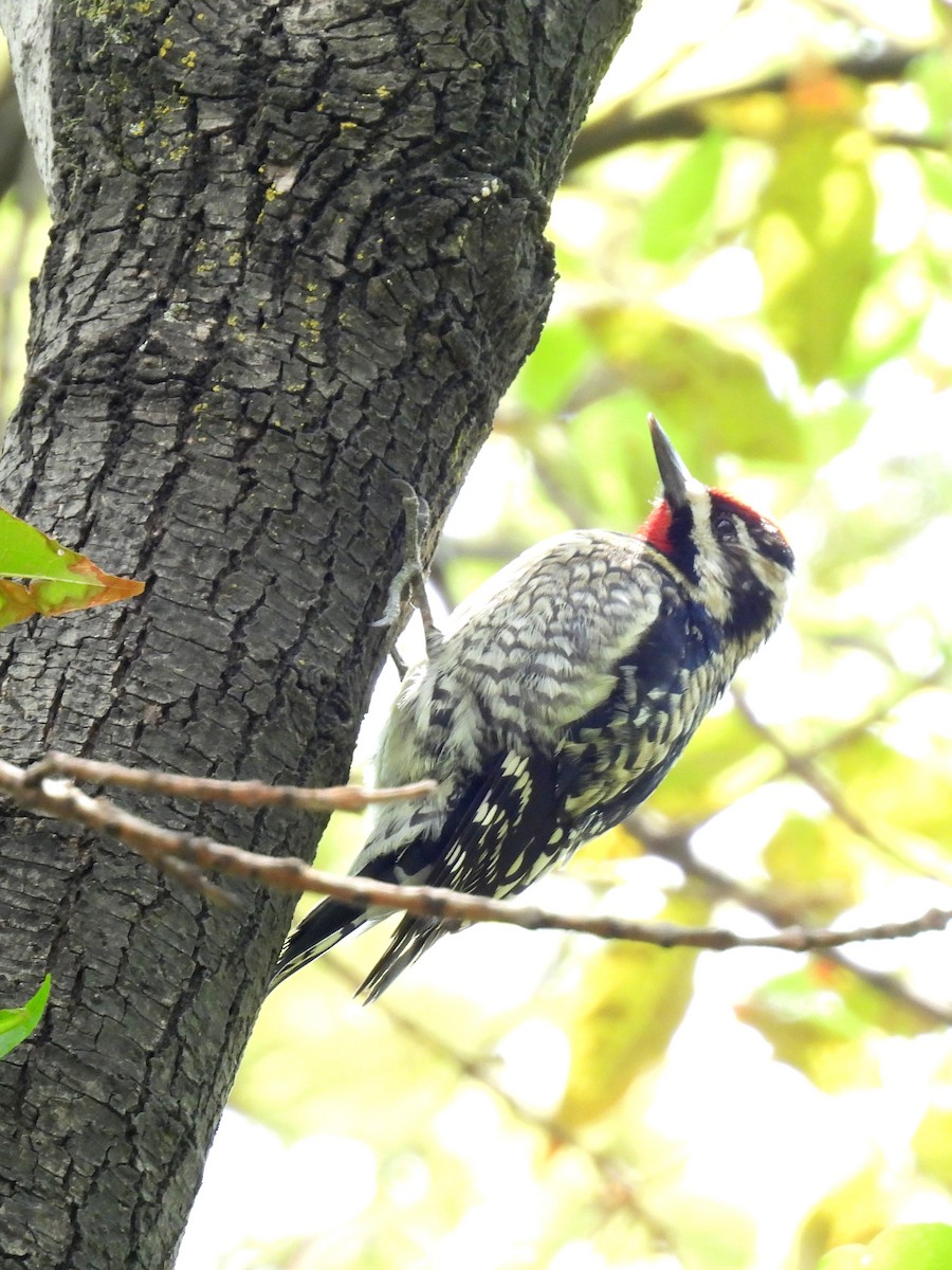 Yellow-bellied Sapsucker - ML634962634