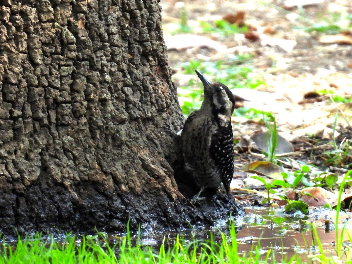 Ladder-backed Woodpecker - ML634962709
