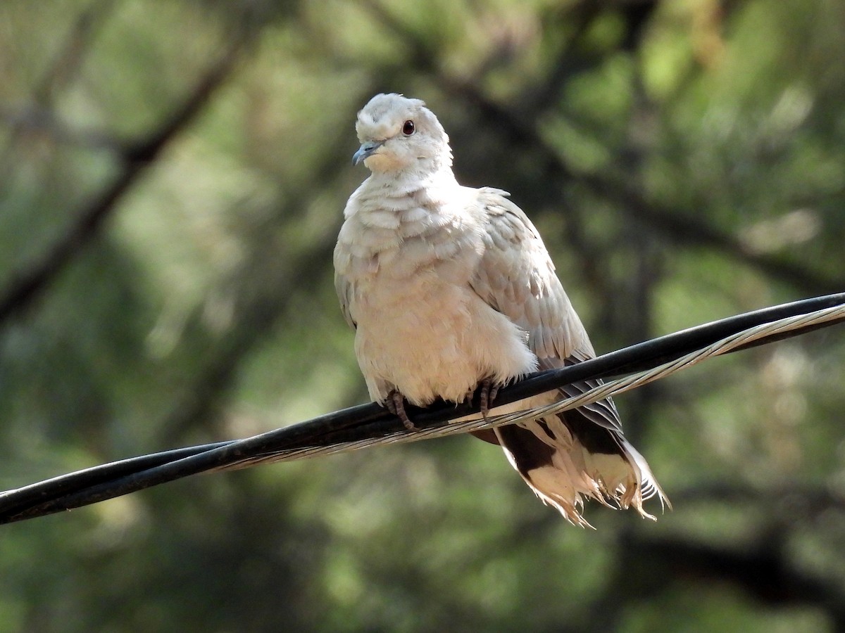 Буулгат хүүрзгэнэ - ML634962769