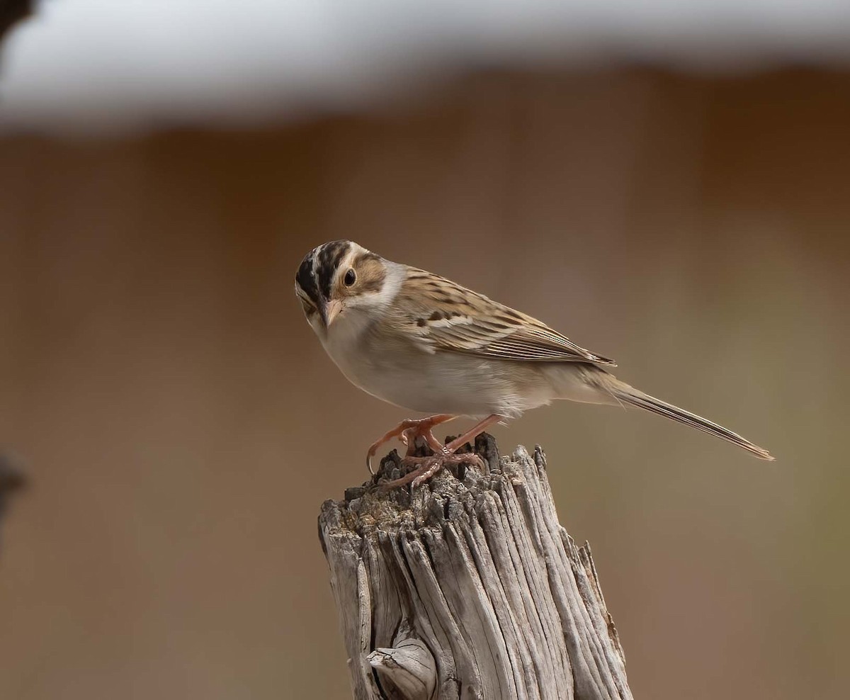 Clay-colored Sparrow - ML634962853