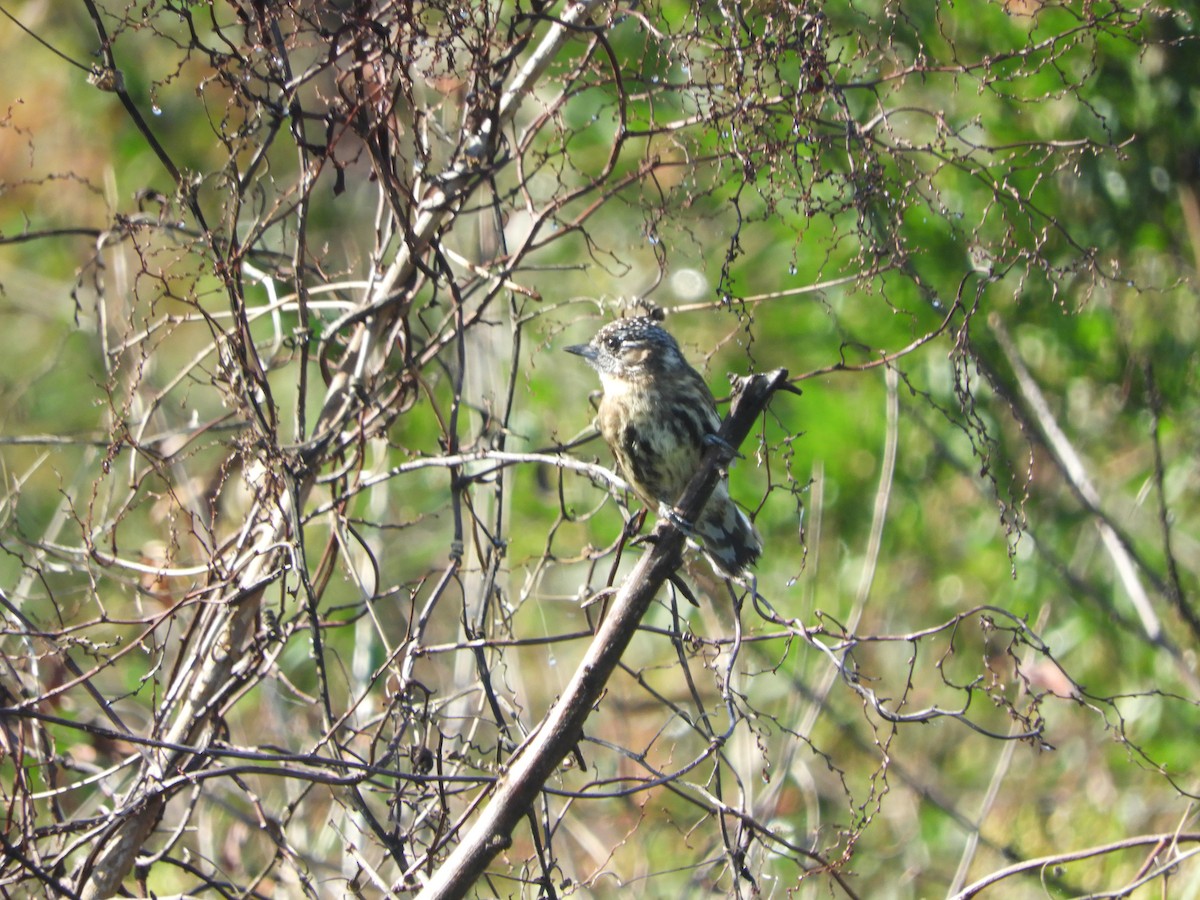 Mottled Piculet - ML634962957