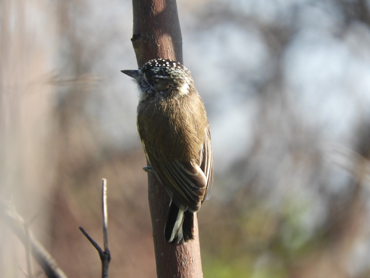 Mottled Piculet - ML634962958