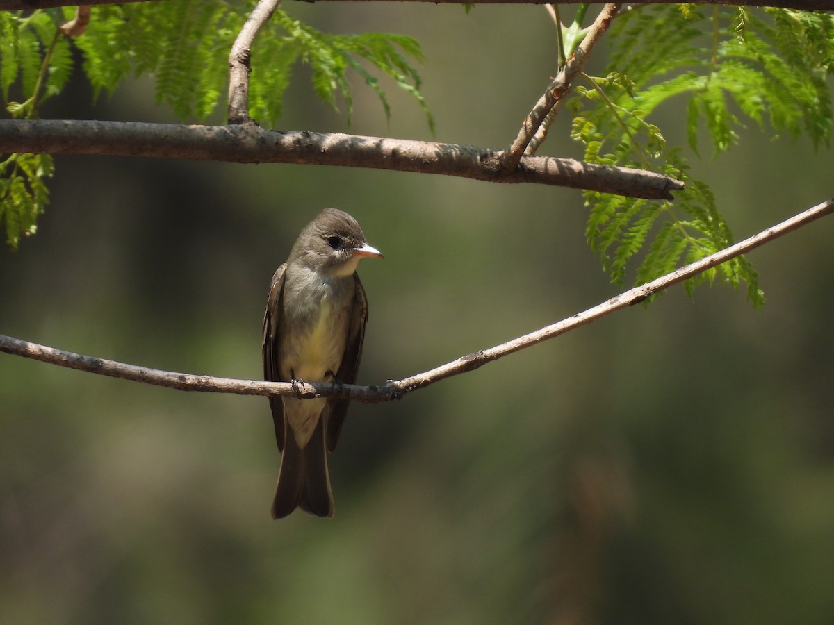 Western Wood-Pewee - ML634962968