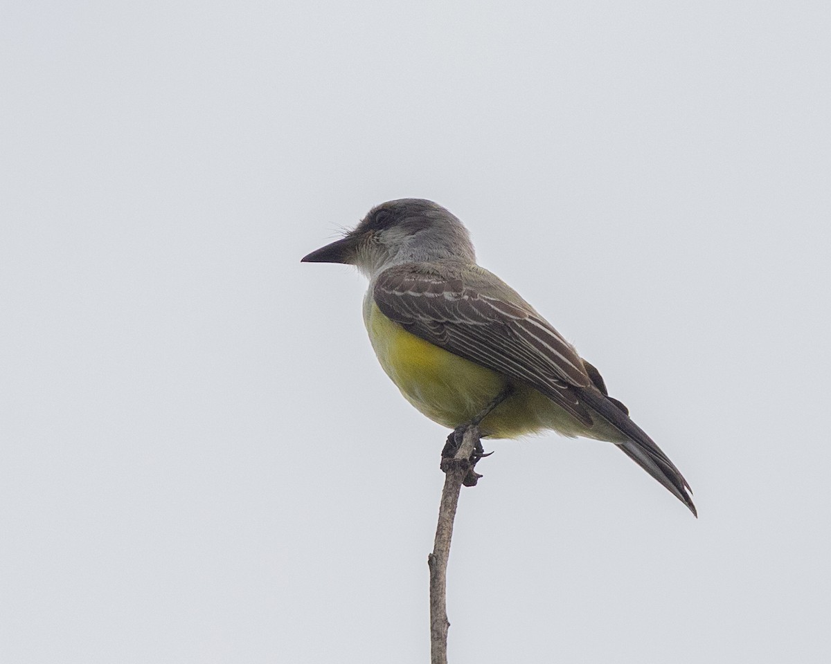 Snowy-throated Kingbird - ML634962982