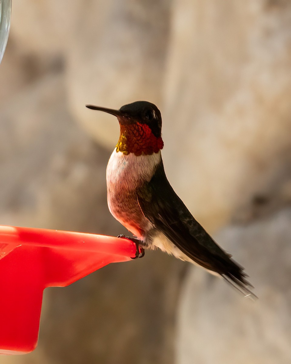 Ruby-throated Hummingbird - ML634962999