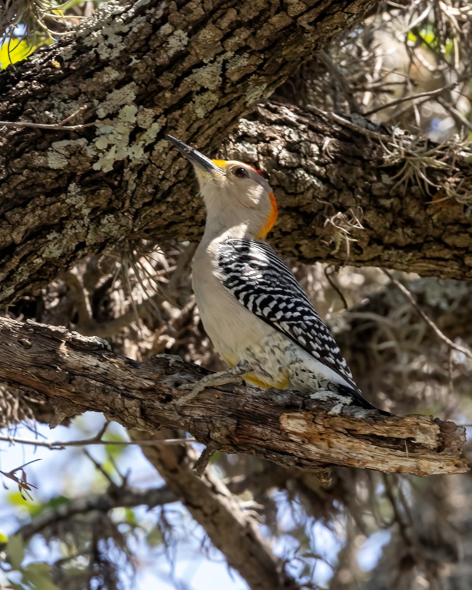 Golden-fronted Woodpecker - ML634963029