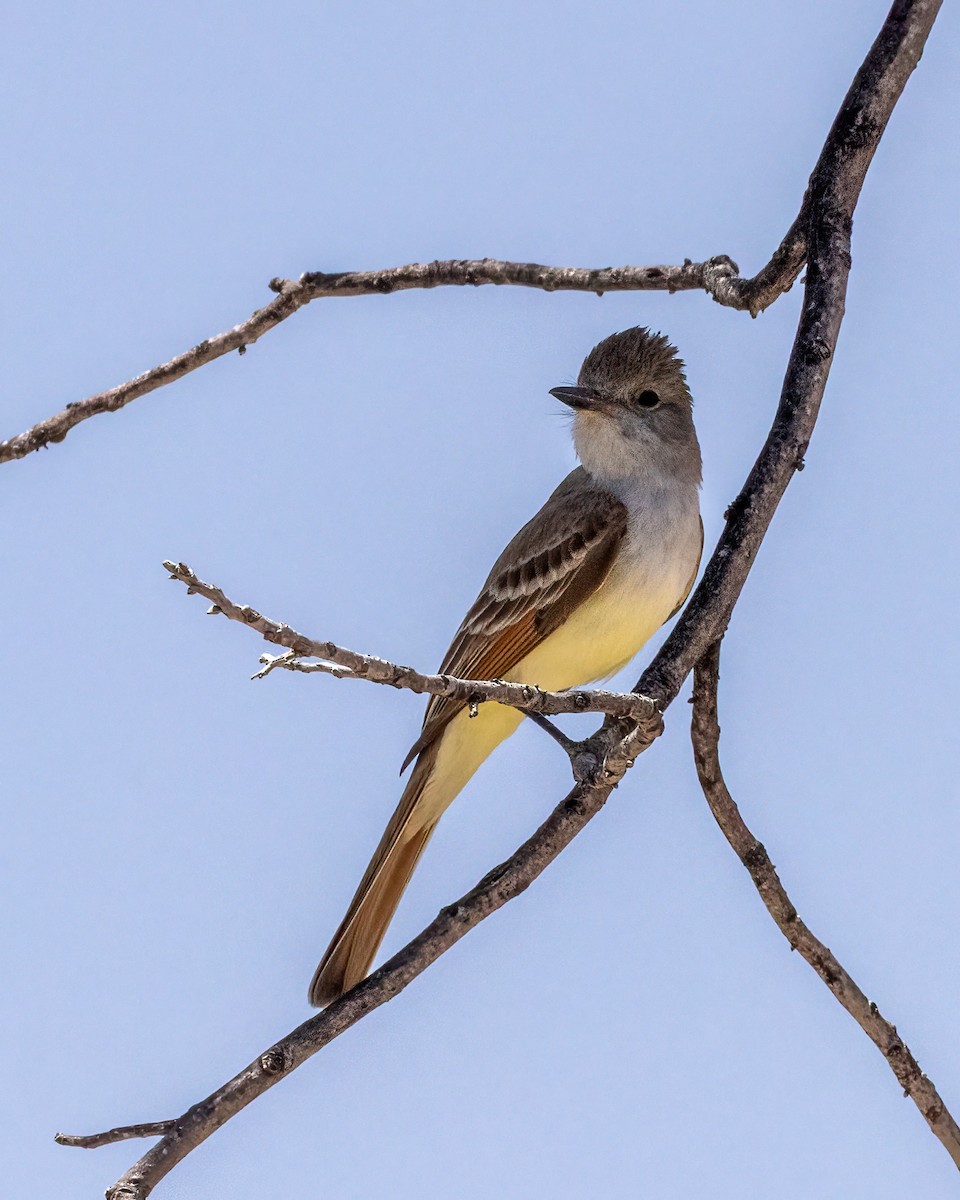Brown-crested Flycatcher - ML634963057