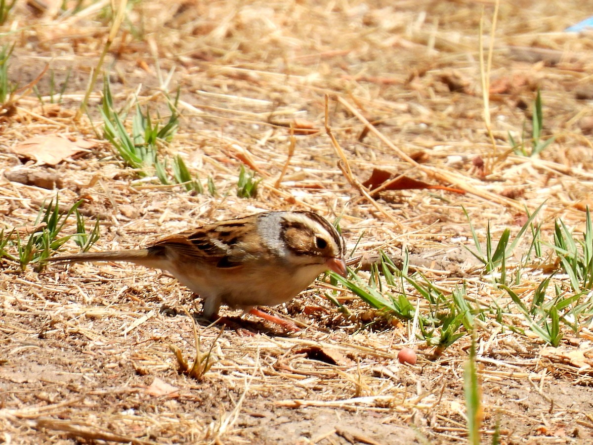 Clay-colored Sparrow - ML634963058