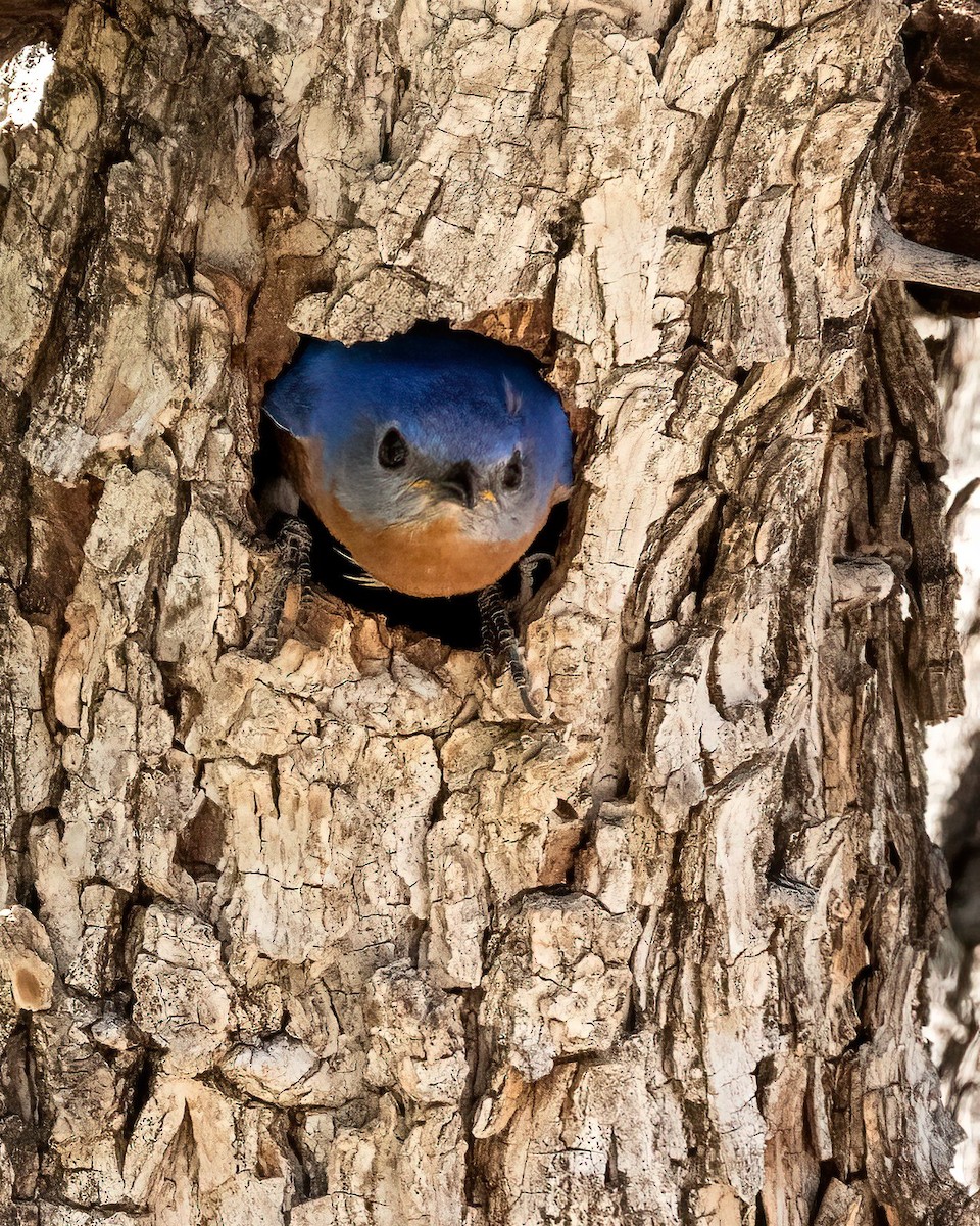 Eastern Bluebird - ML634963099