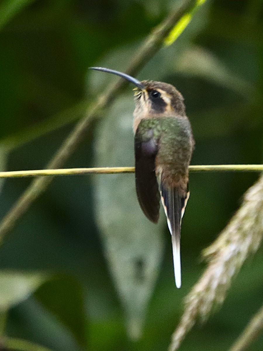 Dusky-throated Hermit - ML634963106