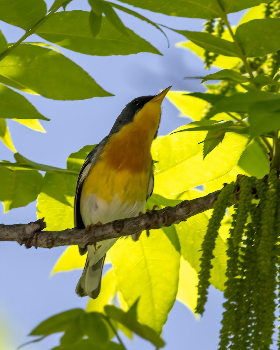 Tropical Parula - ML634963154