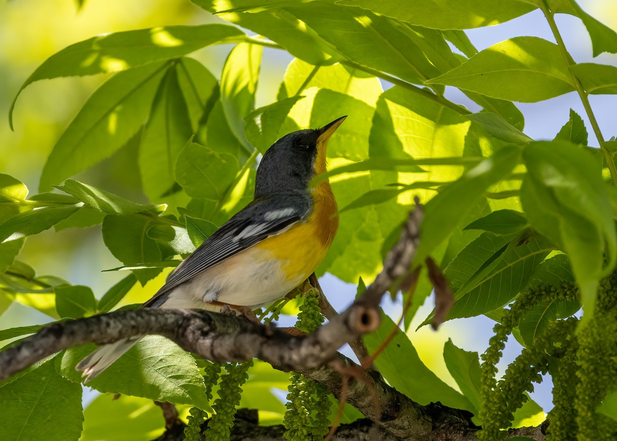 Tropical Parula - ML634963165