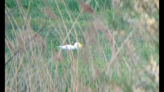 コハクチョウ - ML634963205