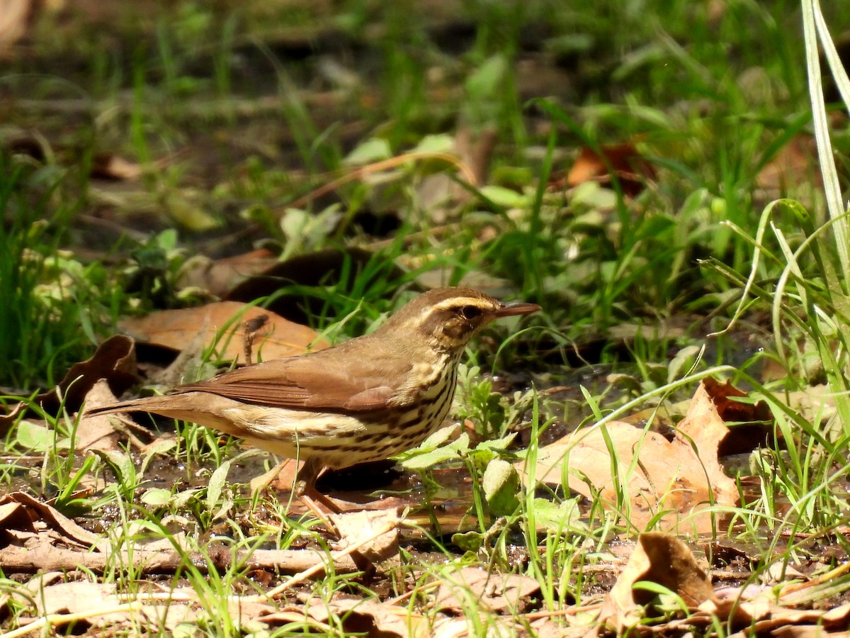 Northern Waterthrush - ML634963216