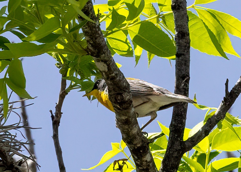 Tropical Parula - ML634963223