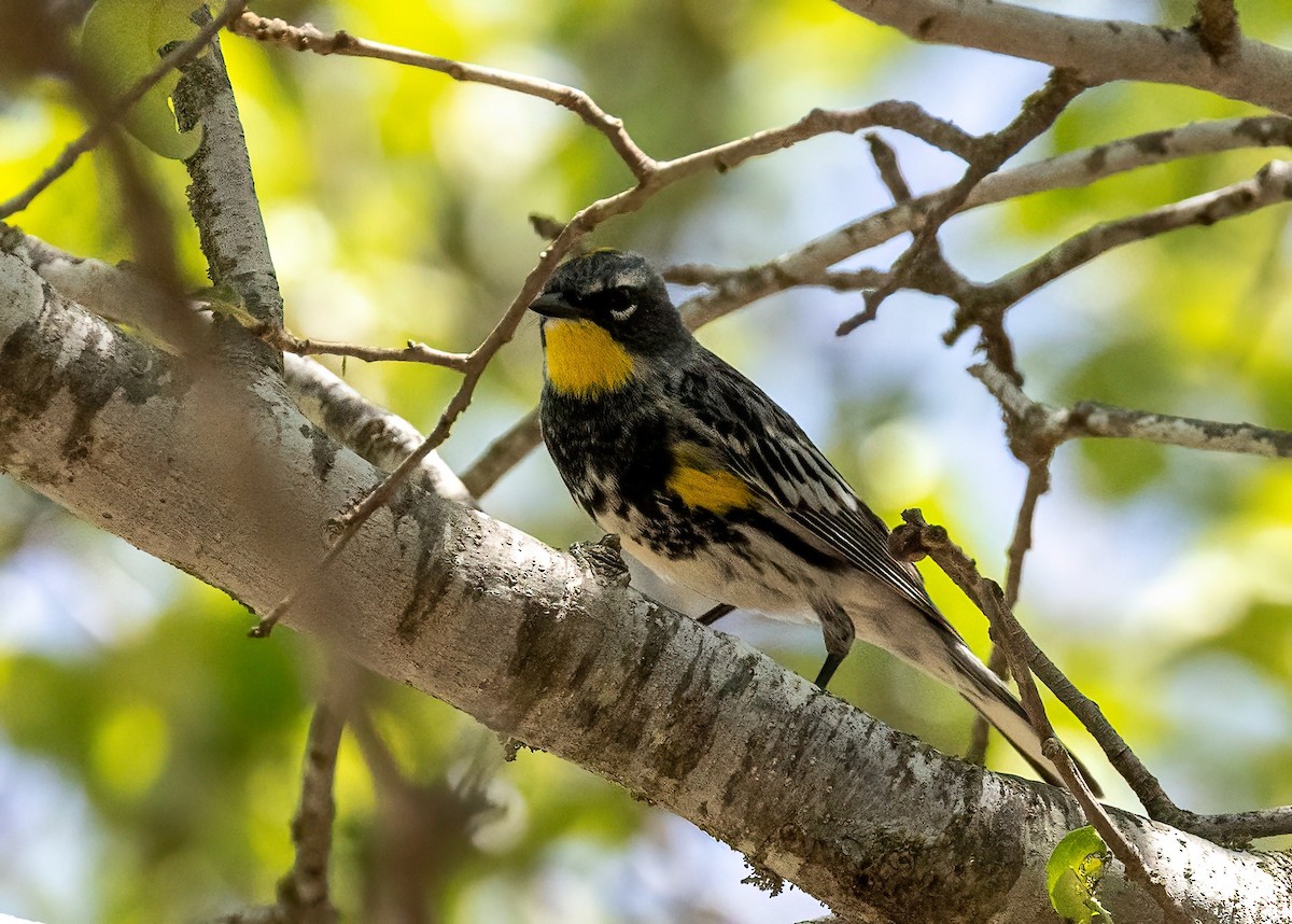 Yellow-rumped Warbler - ML634963249