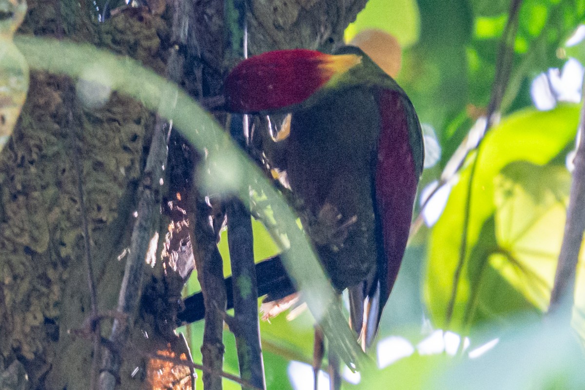 Crimson-winged Woodpecker - ML634963251