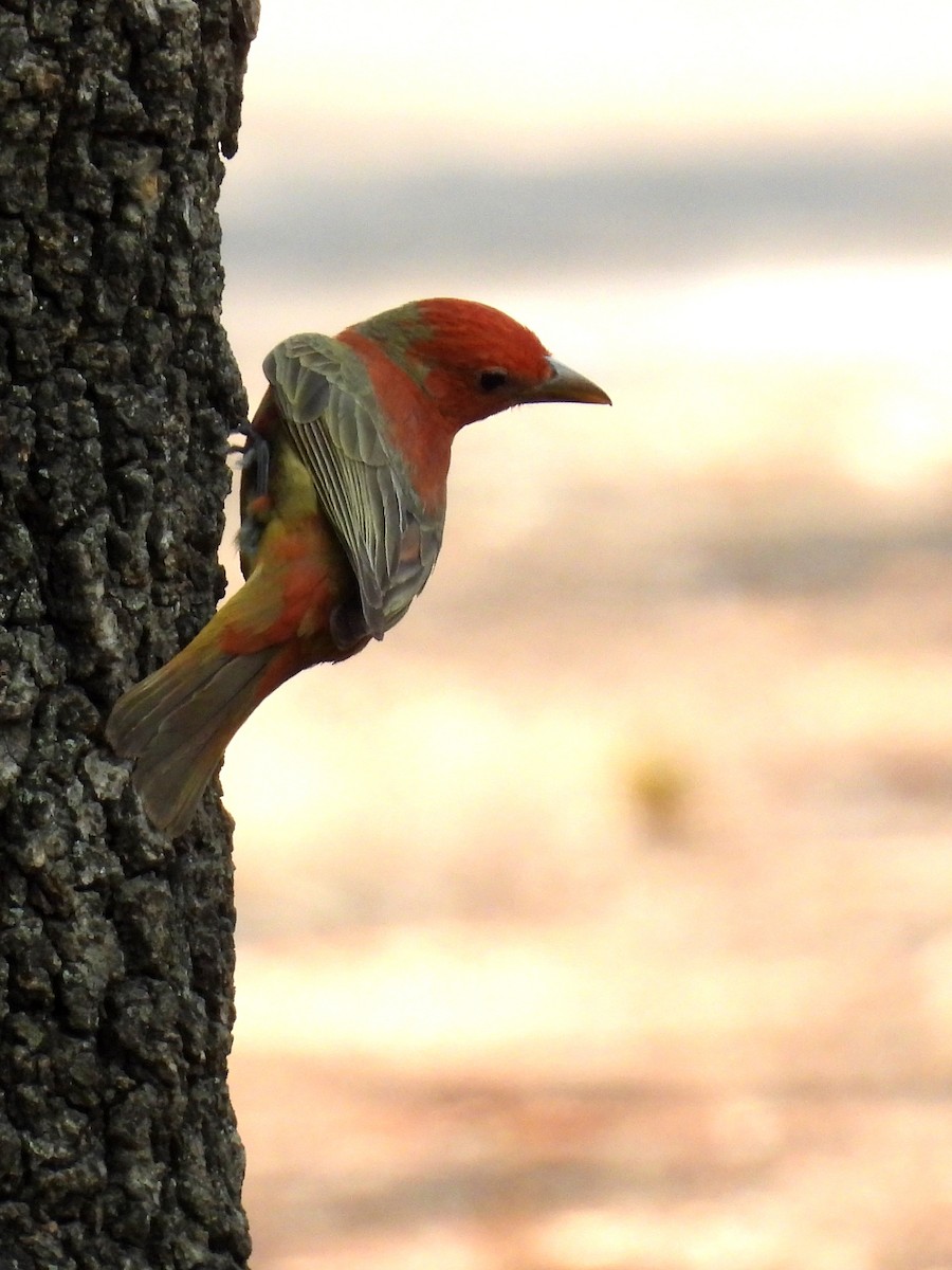 Summer Tanager - ML634963271