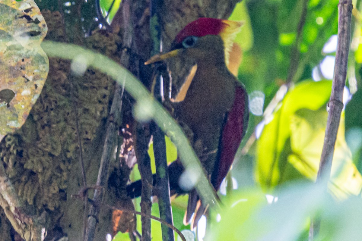 Crimson-winged Woodpecker - ML634963289