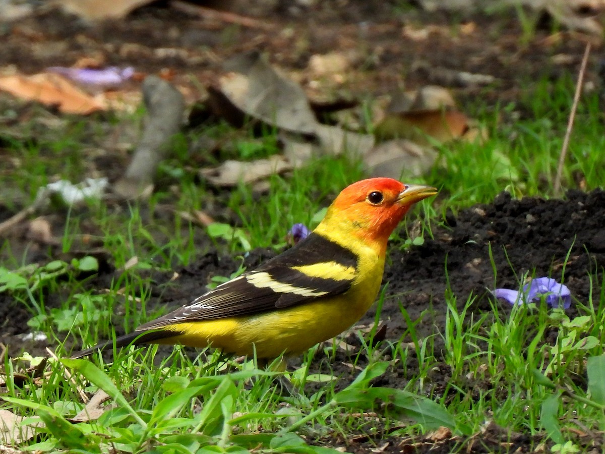 Western Tanager - ML634963317