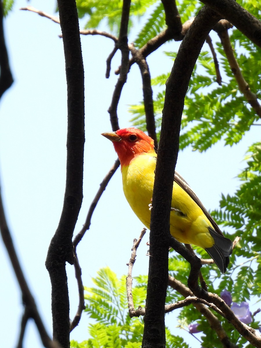Western Tanager - ML634963319