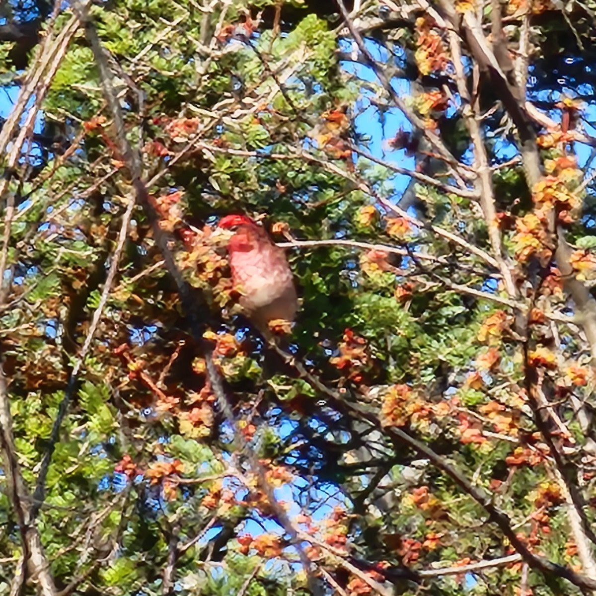 Purple Finch - ML634963363