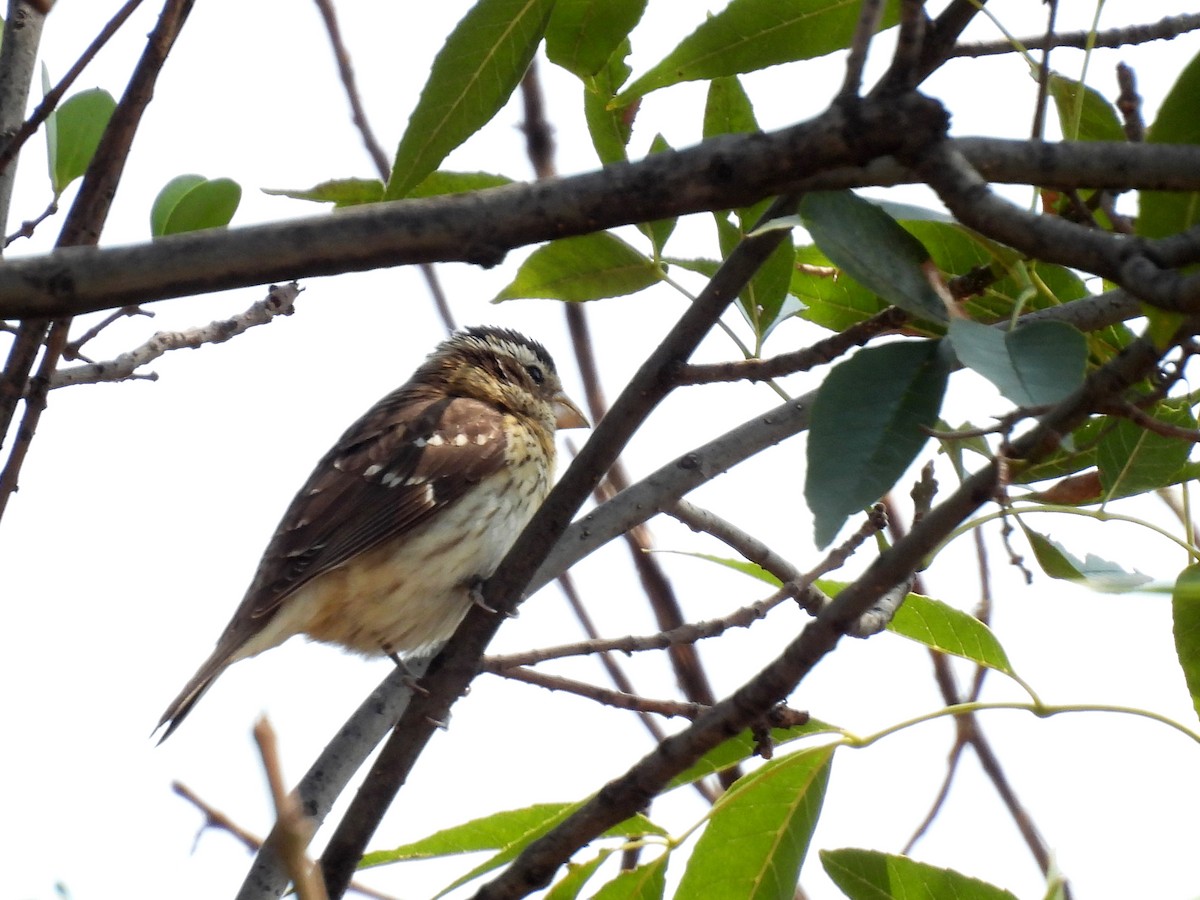 Rose-breasted Grosbeak - ML634963369