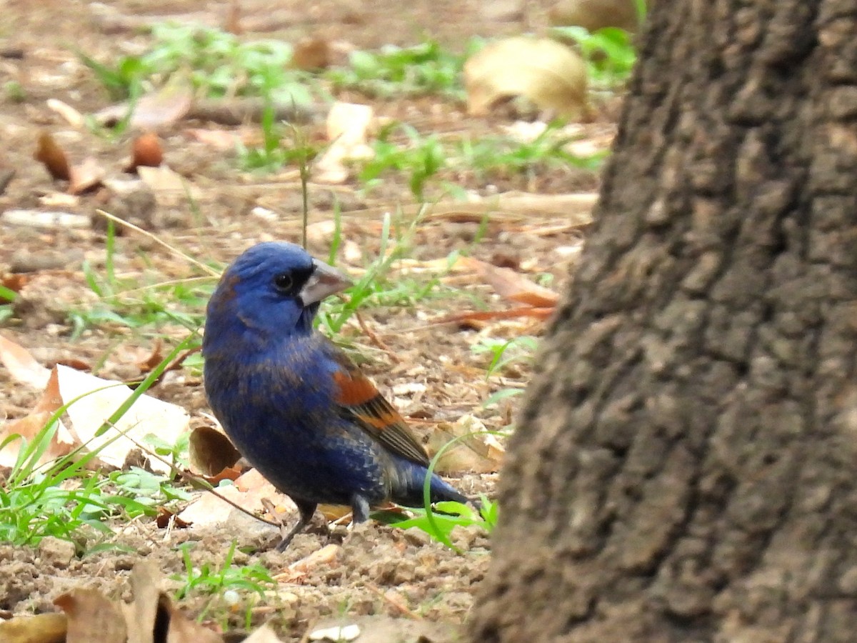 Blue Grosbeak - ML634963412