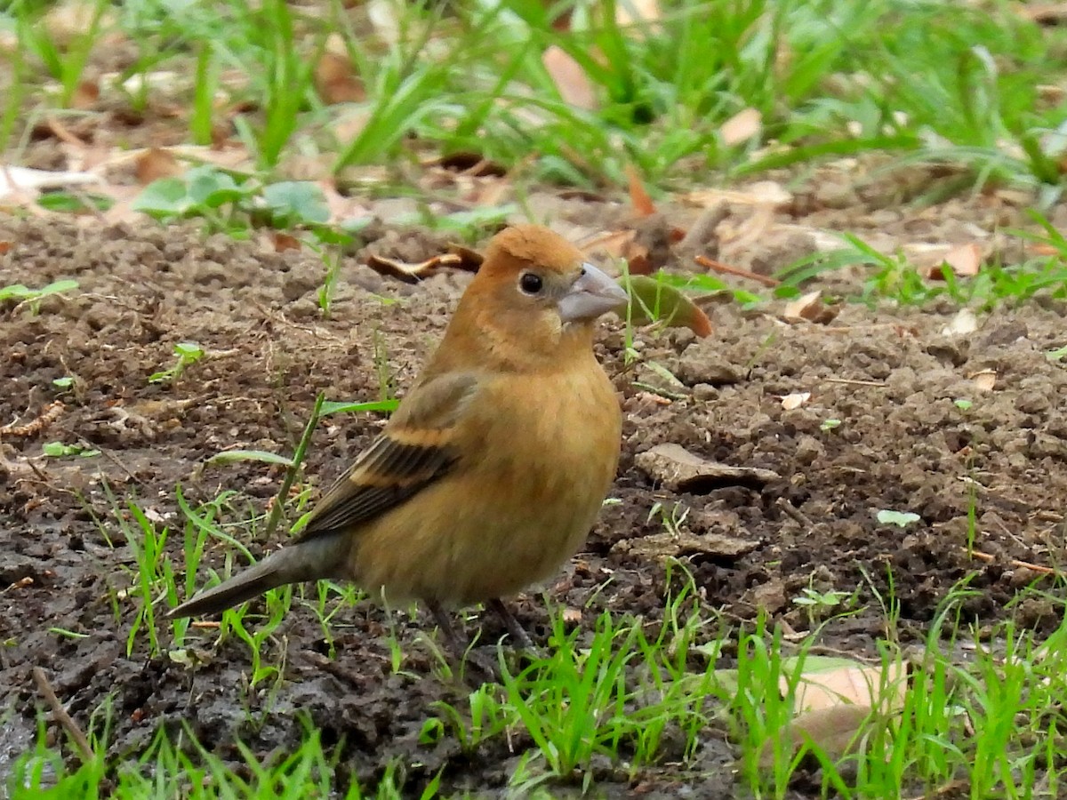 Blue Grosbeak - ML634963426