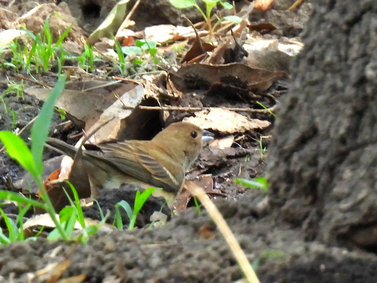 Lazuli Bunting - ML634963531
