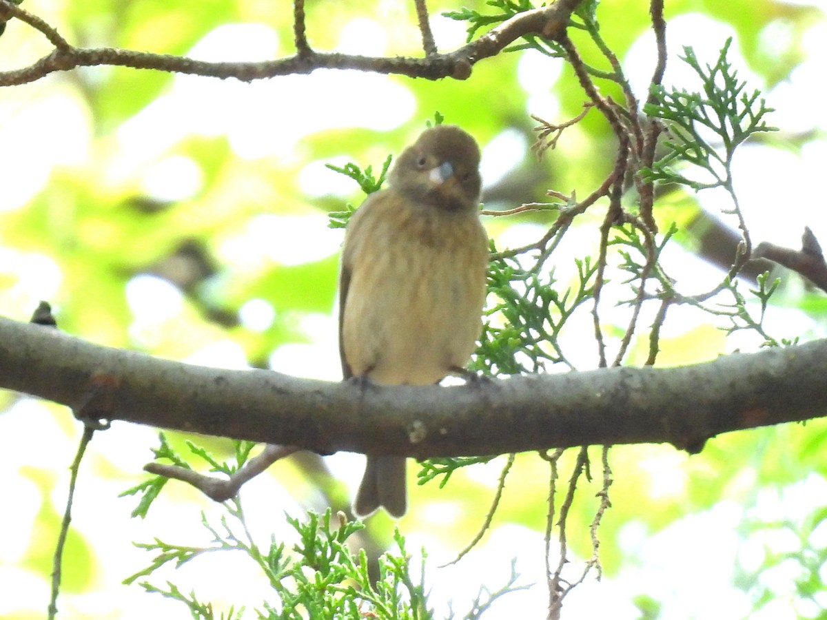 Indigo Bunting - ML634963670