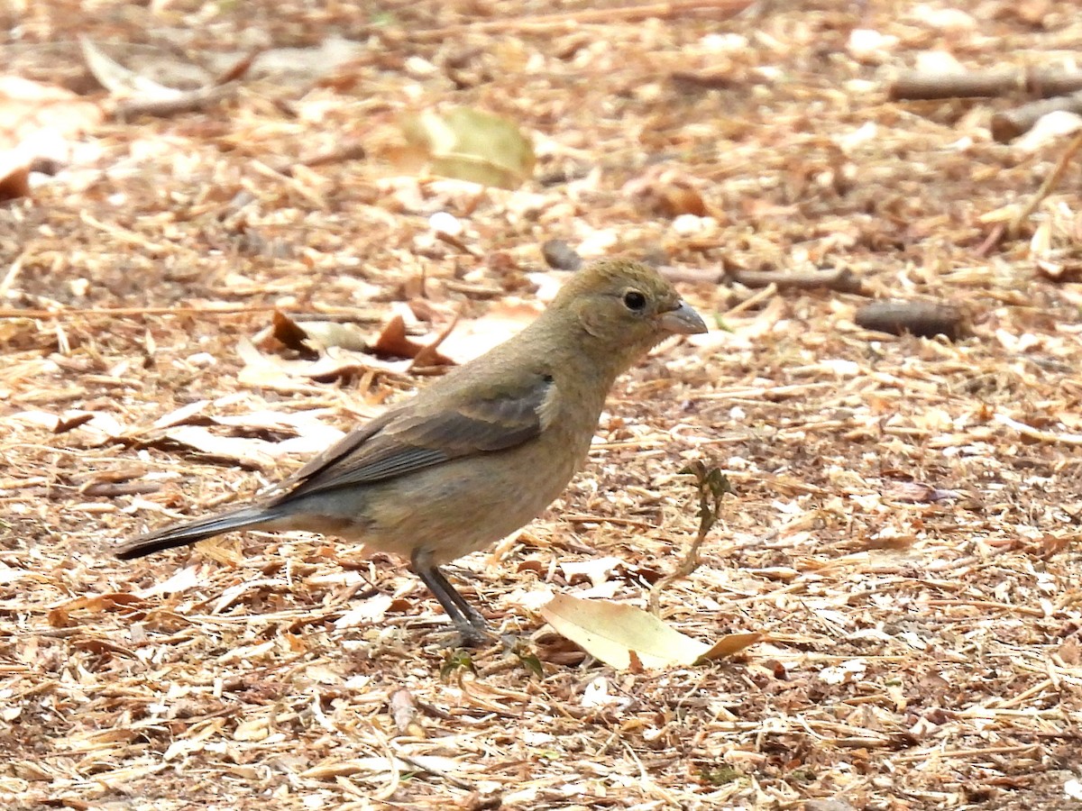 Varied Bunting - ML634963676
