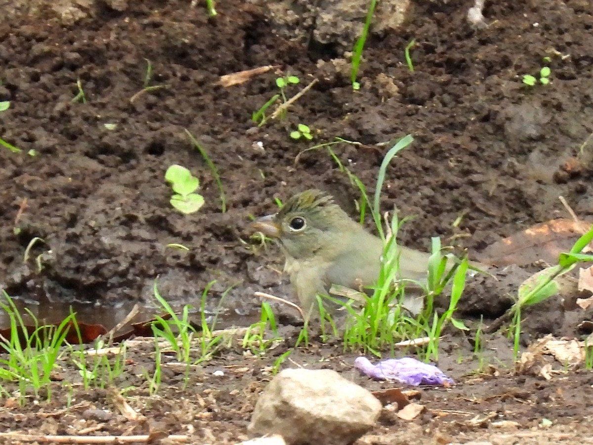 Painted Bunting - ML634963695