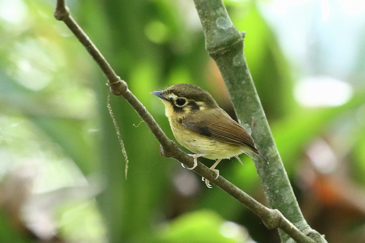 White-throated Spadebill - ML634963793