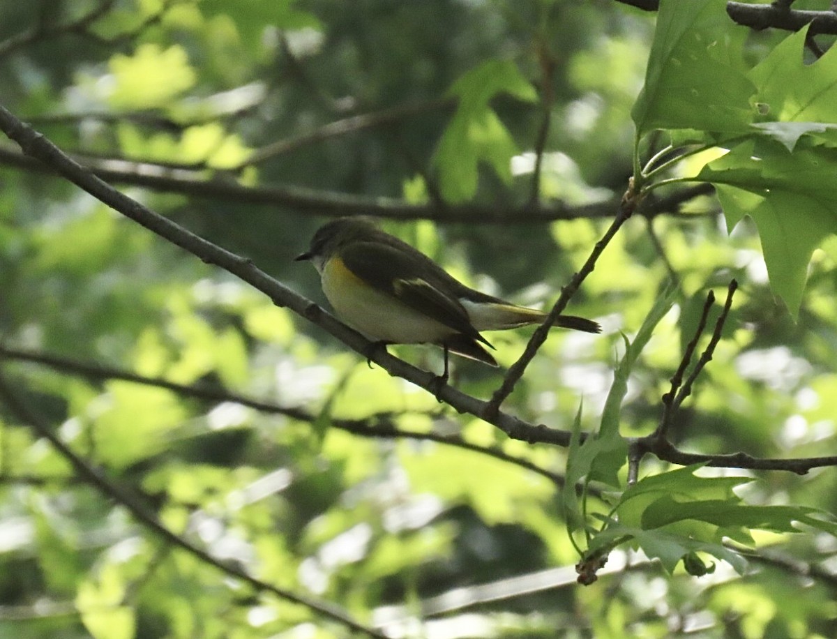 American Redstart - ML634964050