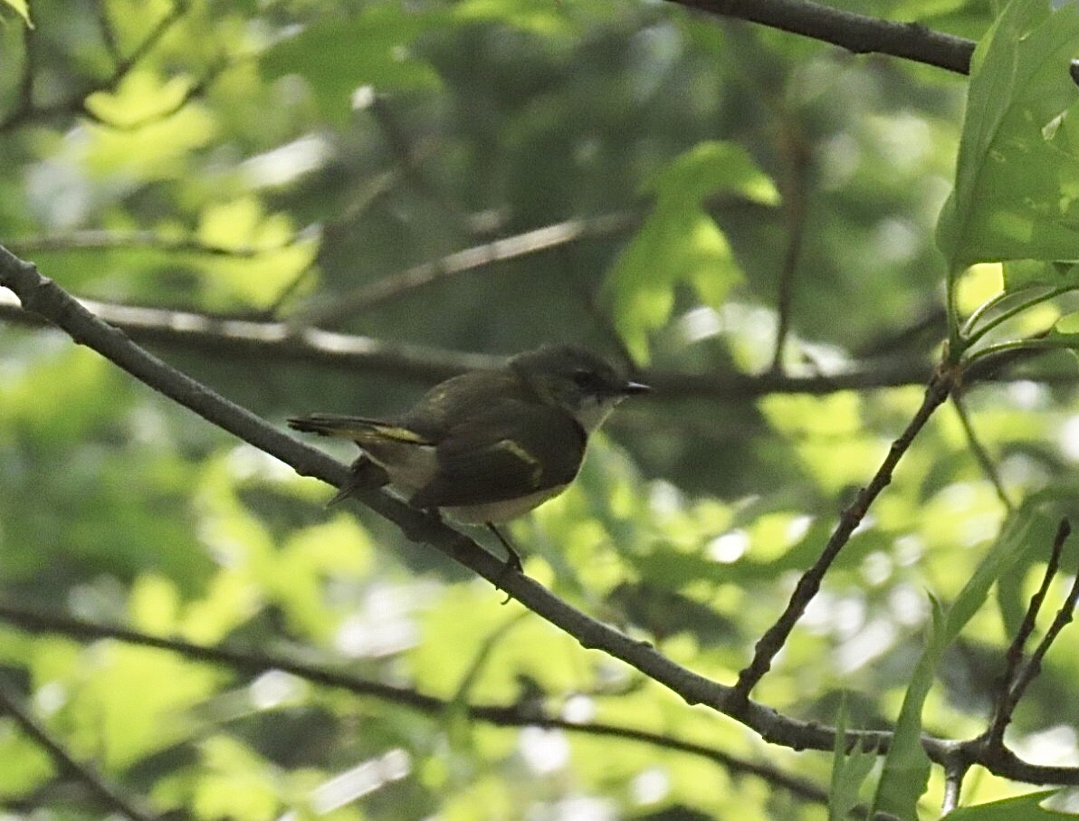 American Redstart - ML634964051