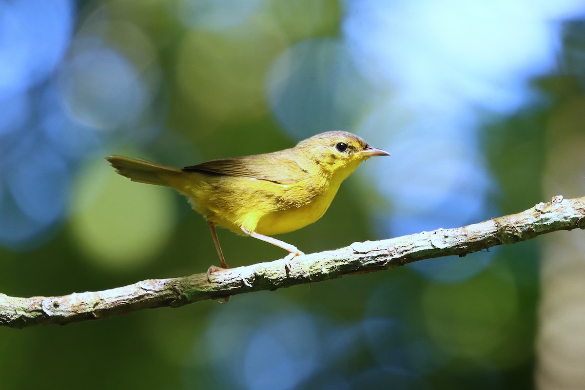 Southern Yellowthroat - ML634964074