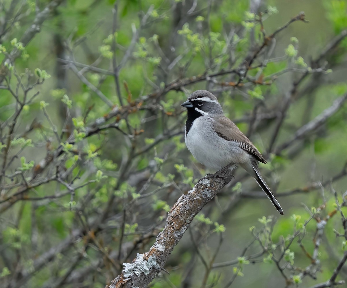 Black-throated Sparrow - ML634964096