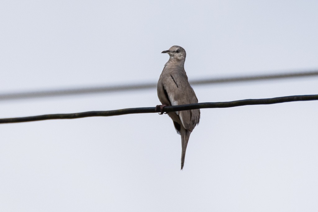 Picui Ground Dove - ML634964108