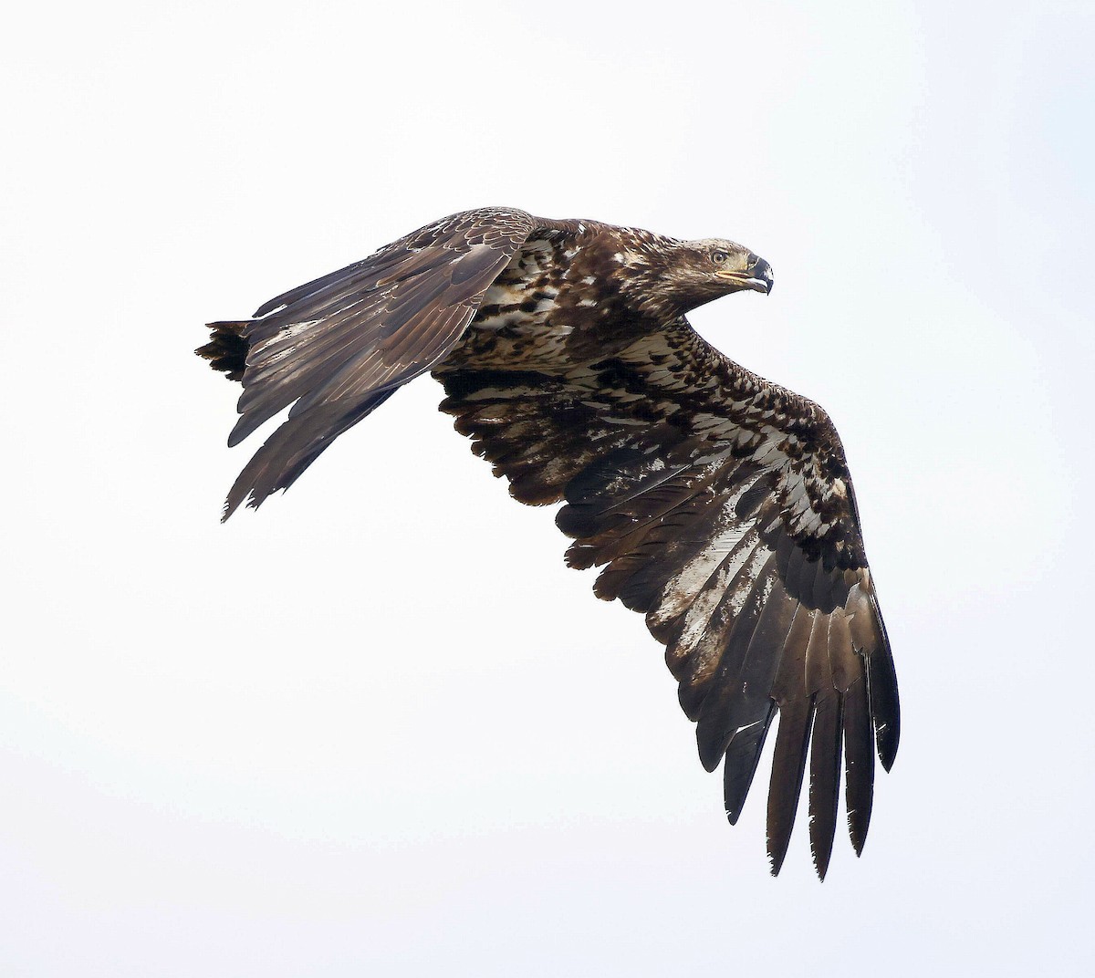 Bald Eagle - ML634964185